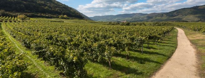 Spoznajte Veltlín či Grüner Veltliner