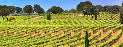 Novinka z oblasti La Mancha Bodegas Ayuso