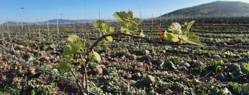Emiliana oslavuje International Organic Day