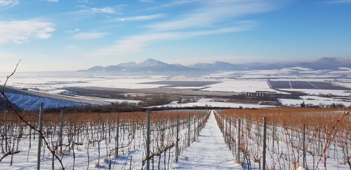 Tokaj Macík Winery