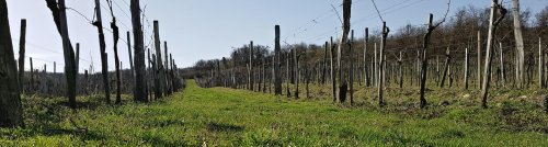 Winery header