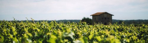 Winery header