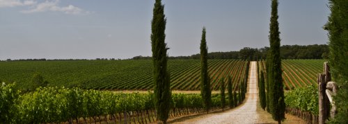 Winery header