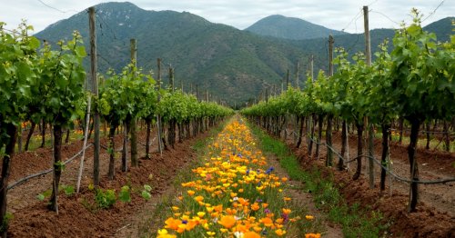 Winery header
