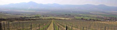 Tokaj Macík Winery